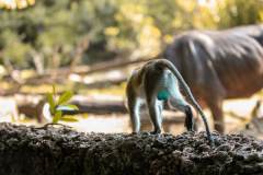 Fotoserie Kenia Affe blue balls