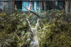 Fotoserie Kenia Krokodil am Fressen
