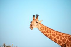 Fotoserie Kenia Giraffe