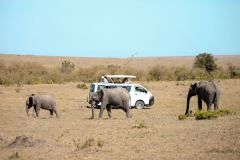 Fotoserie Kenia Elefanten vor dem Safariauto