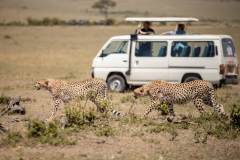 Fotoserie Kenia Geparde vorm Safariauto