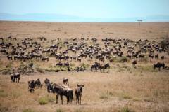 Fotoserie Kenia  Gnuwandernung Masai Mara