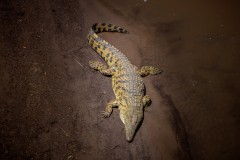 Fotoserie Kenia Krokodil am Fluss