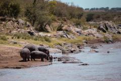 Fotoserie Kenia Nilpferde am Fluss