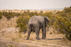 Fotoserie Kenia Elefant am Pinkeln
