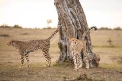 Fotoserie Kenia Gepard pinkelt an den Baum