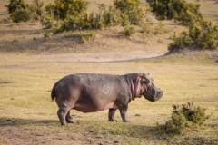 Fotoserie Kenia Nilpferd an Land