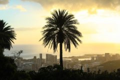 Fotoserie Hawaii Palmen Sonnenuntergang