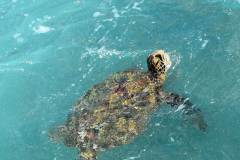 Fotoserie Hawaii Schildkröte