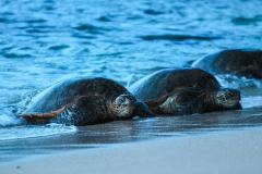 Fotoserie Hawaii Schildkröten